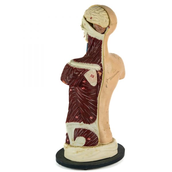 Meditsiiniline inimese anatoomia torso,Antonio Vallardi Milano Itaalia